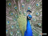 peacock.43square.w