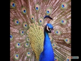 peacock.44asquare.w
